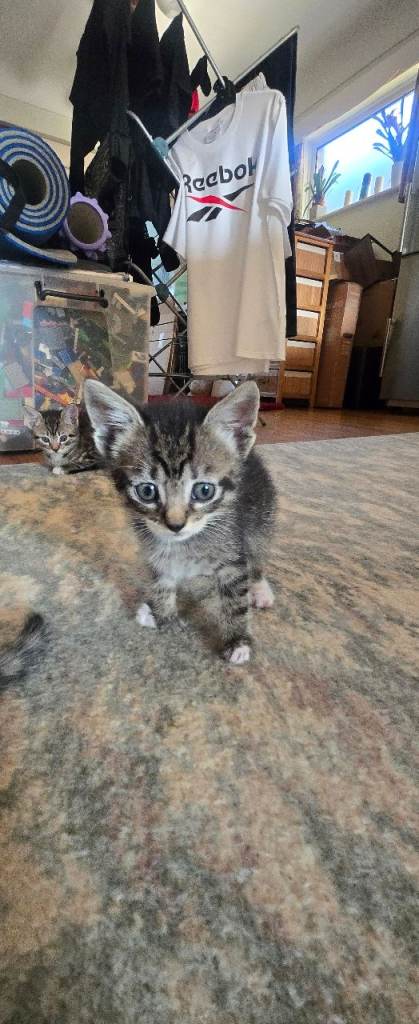 Kittens 