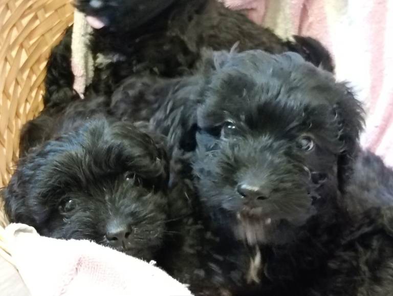 Cavapoo pups for sale.