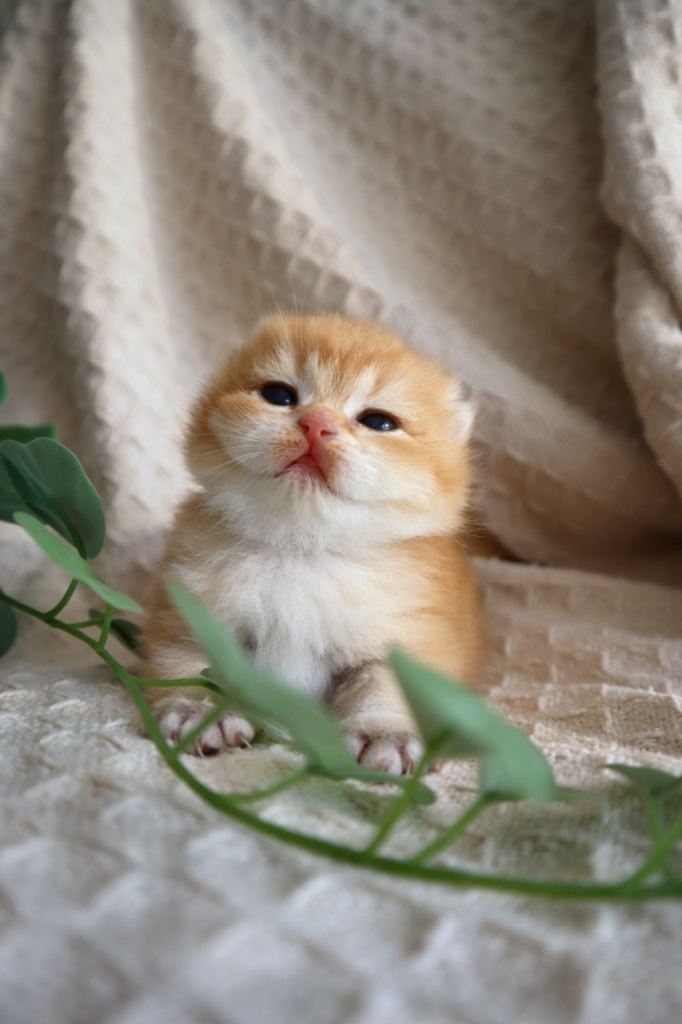 Only 2 left! Golden Health Tested Champion British Short Hair Kittens