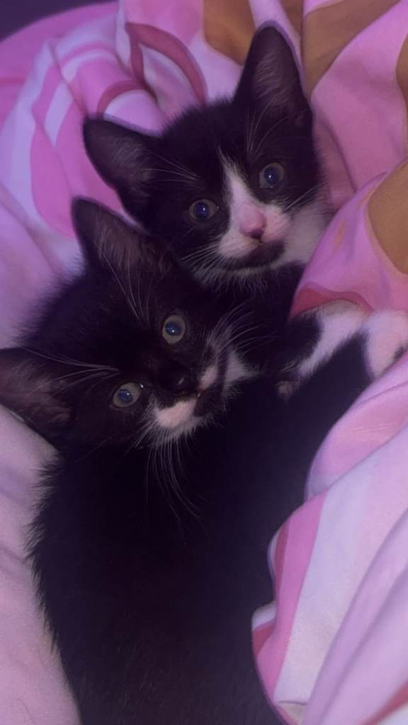 Kittens for sale