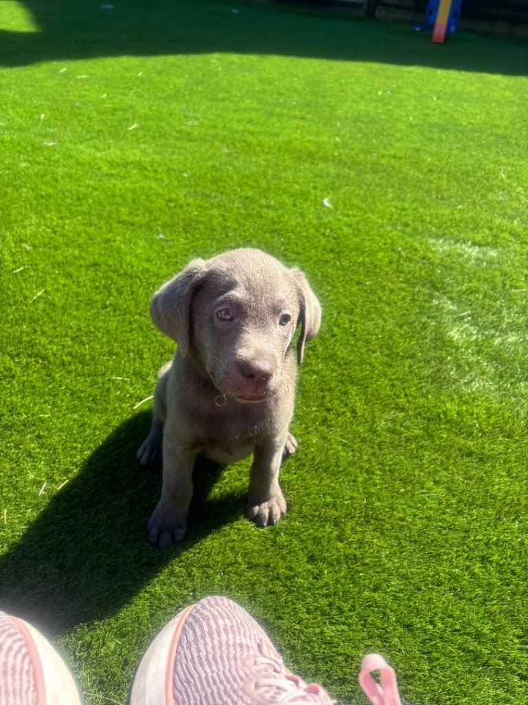 1 SILVER MALE KC Registered Labrador Retriever available *NOW*