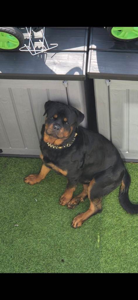 Rottweiler male 18 months