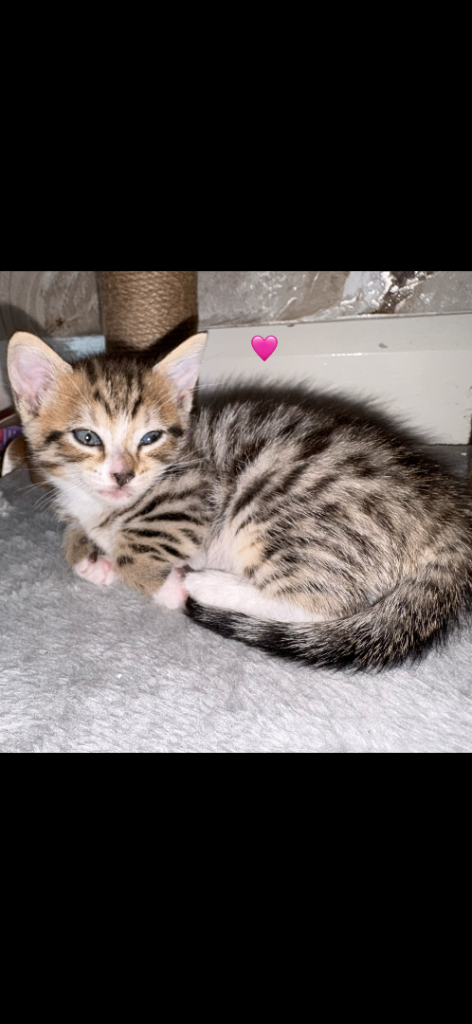 Kittens 