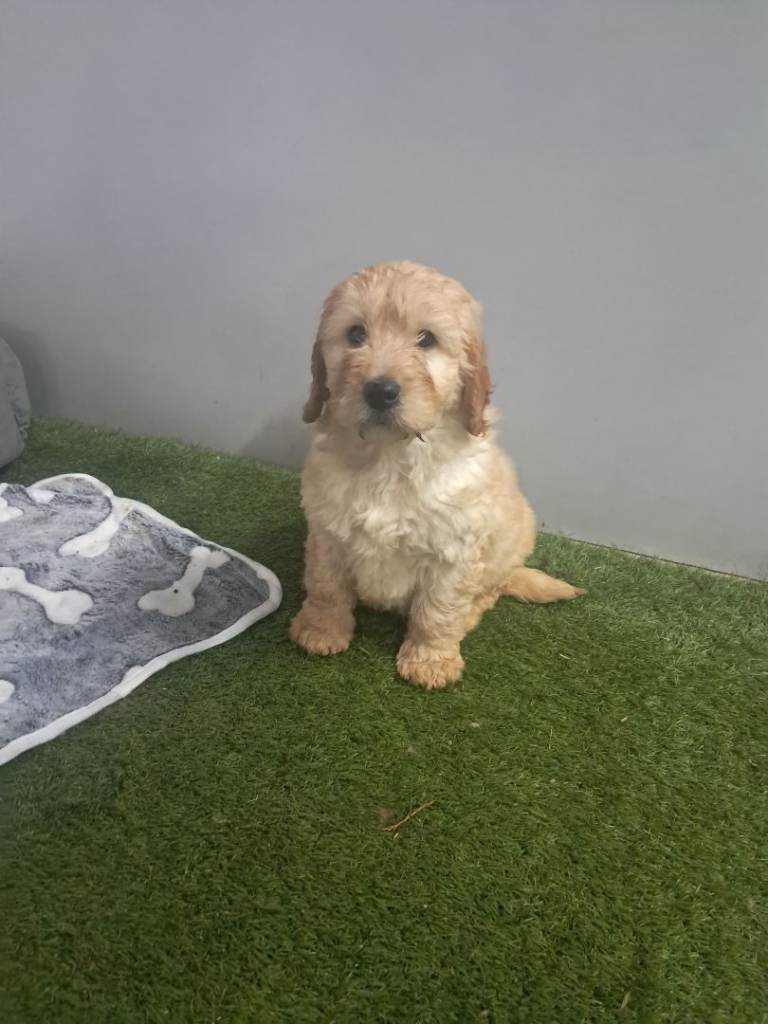 Cavapoo pups