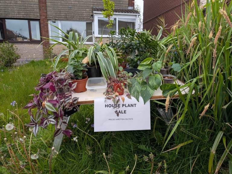 House plant sale