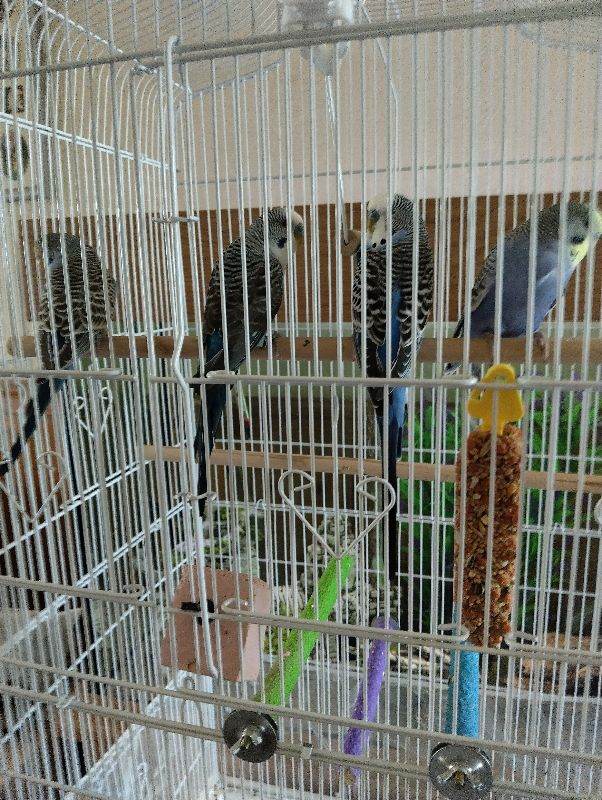Bird Cage with Stand on Wheels + 4 budgies