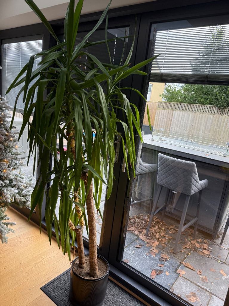 Yukka tree 7ft