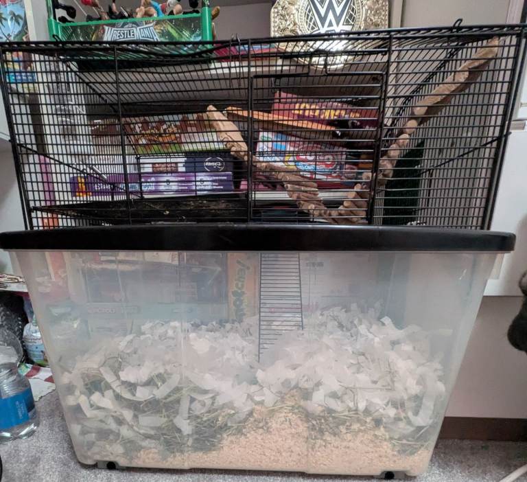 Friendly Gerbil Looking for a New Home with cage 