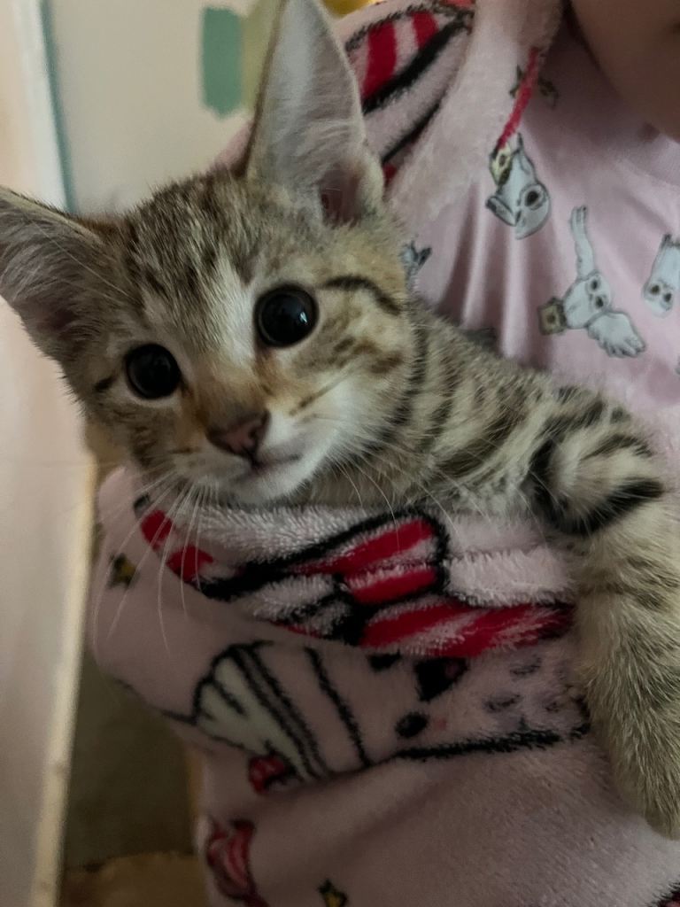 Four beautiful kittens for sale