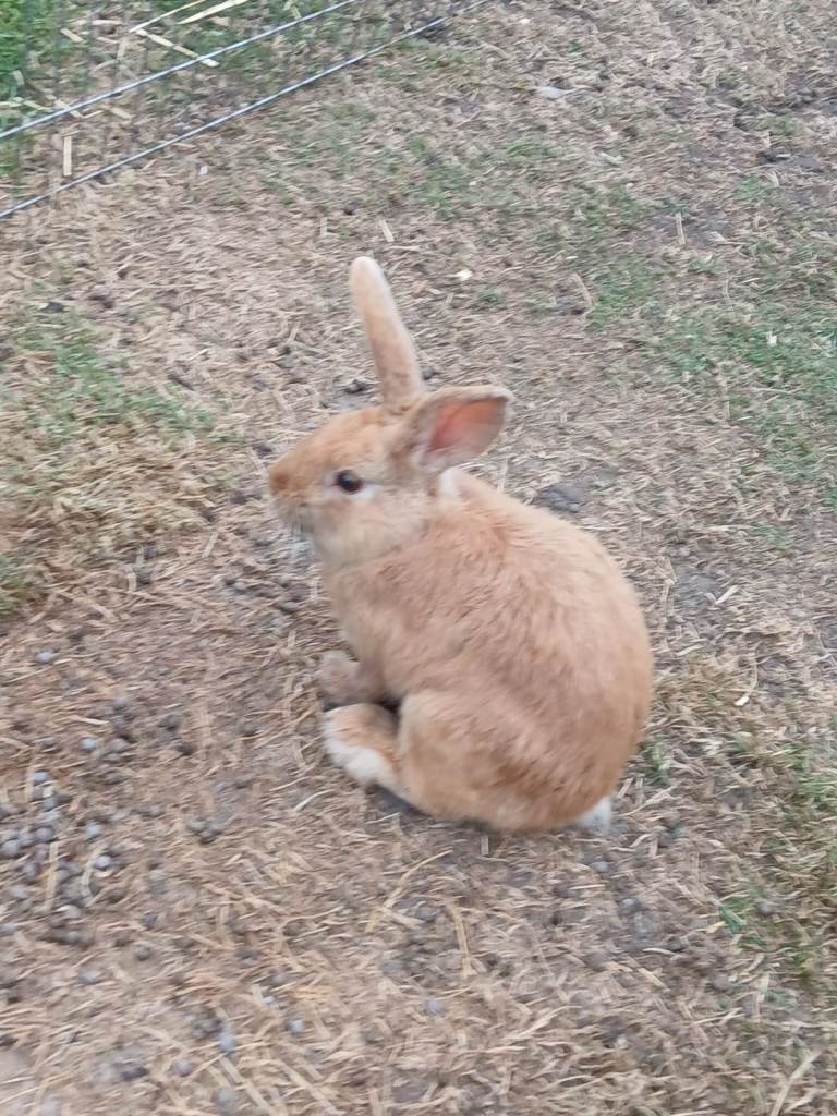 Male mini lop cross babies 