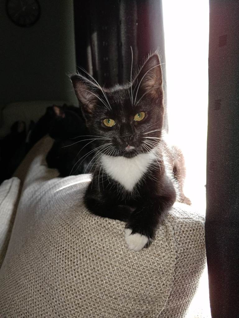 Kitten