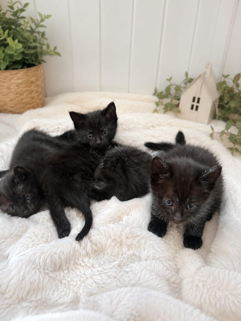 🖤 Beautiful Black Kittens Ready Now – 2 Girls & 1 Boy – Friendly & Litter Trained 🖤