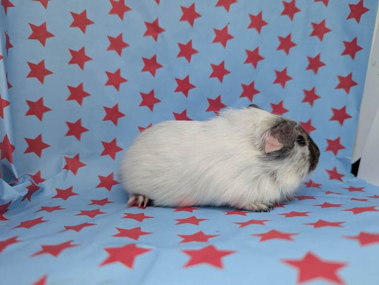 Sold Guinea pig sows (female) dalmatian 