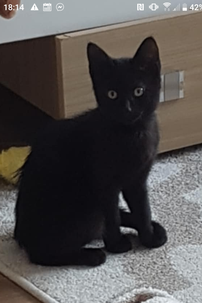 Black Girl Kitten Looking for a Loving Home 