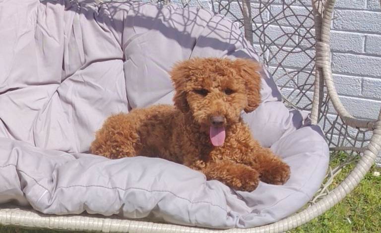 Cavapoo 
