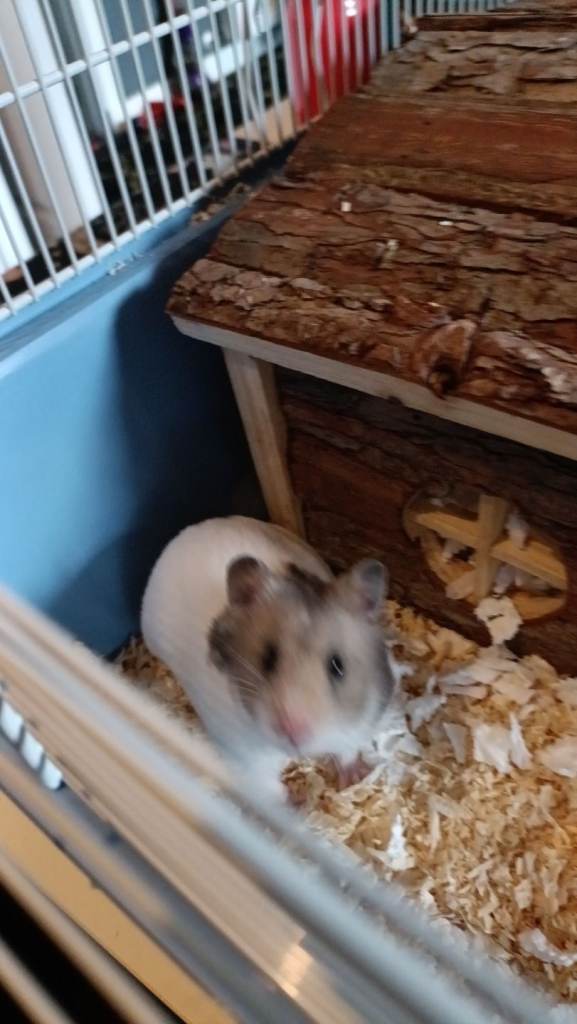 Syrian hamster 