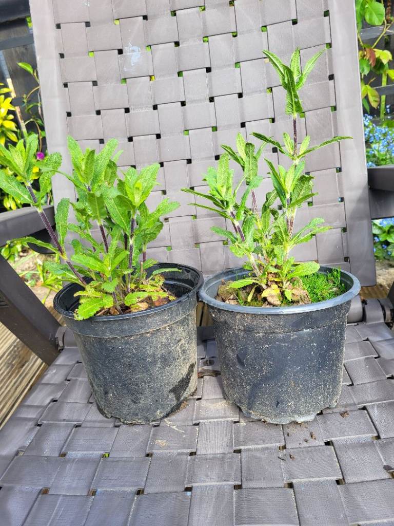 2 x Salvia Caradonna