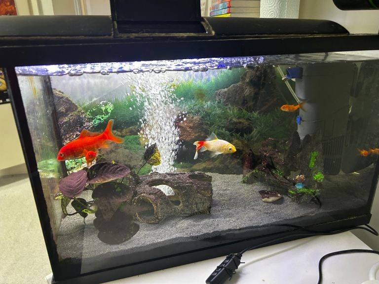 Fish tank with gold fish 