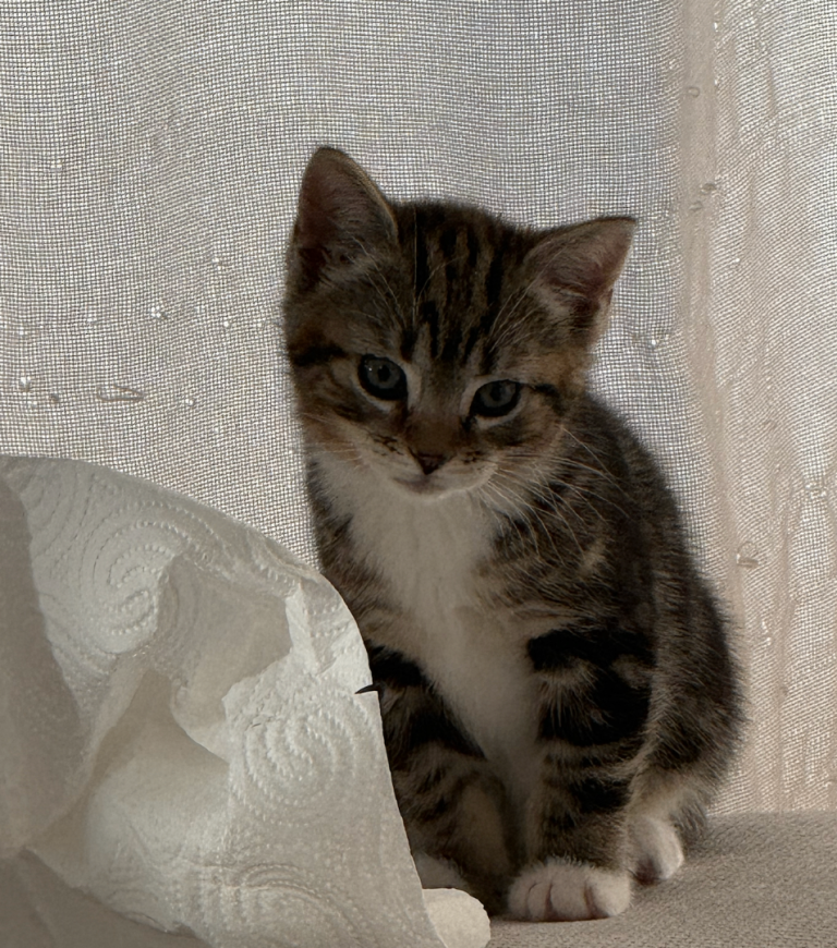 3 kittens for sale 2 x boys 1 x girl 