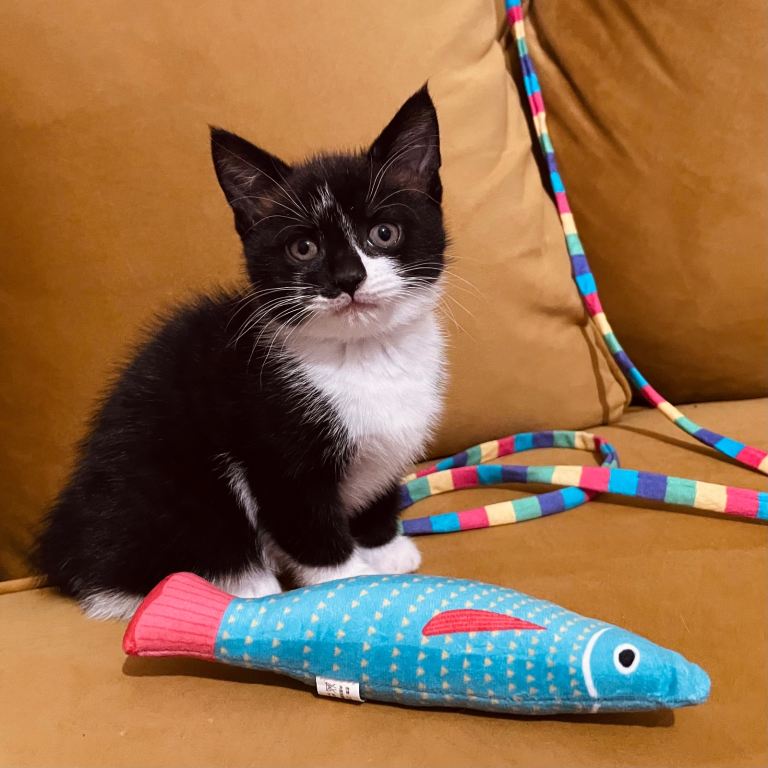 Cute Tuxedo Female Kitten