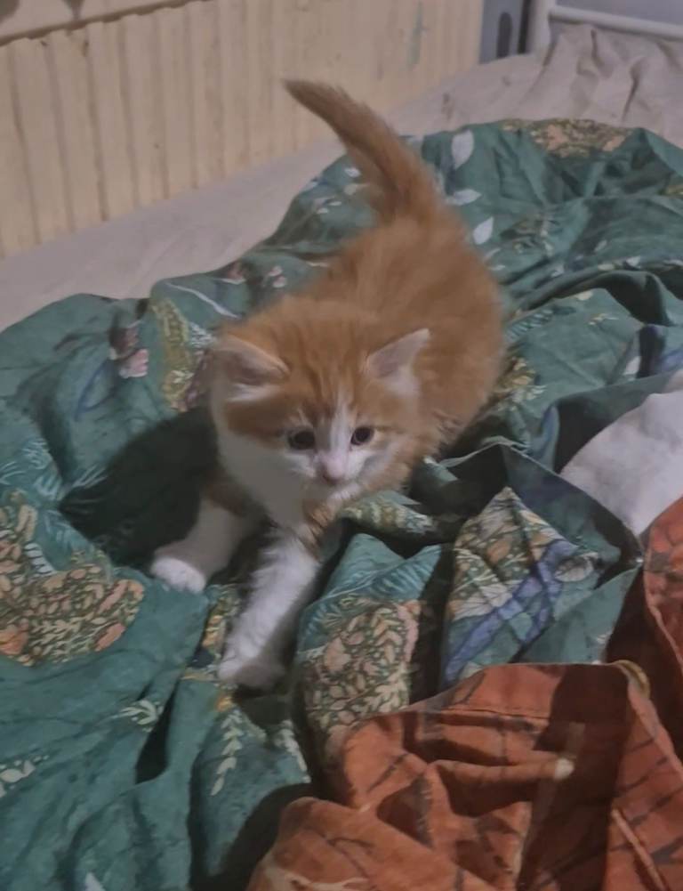 Turkish angora maine coon kittens