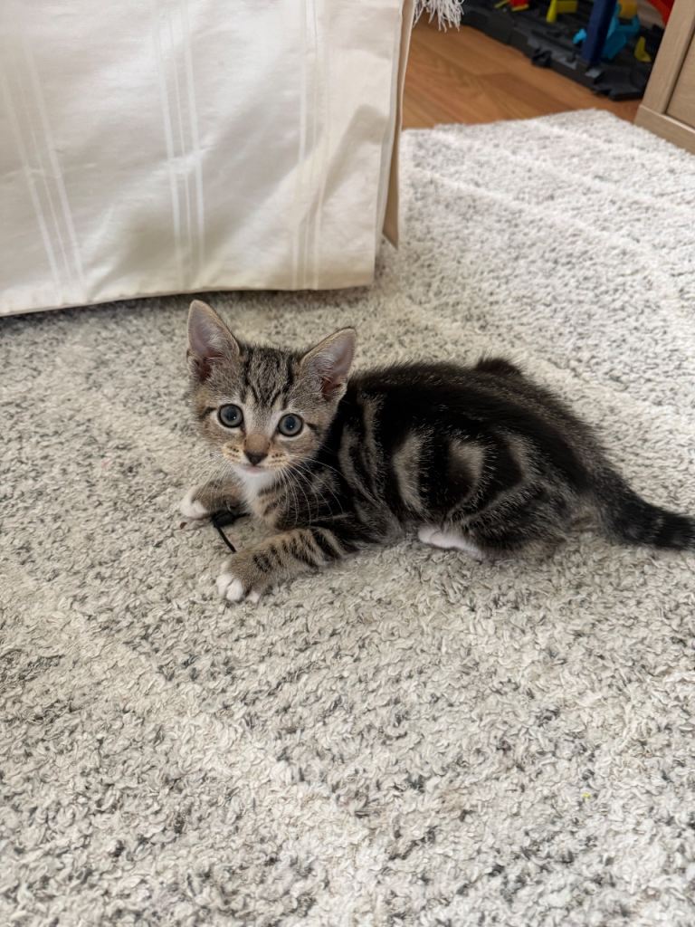 British Shorthair Kitten Female