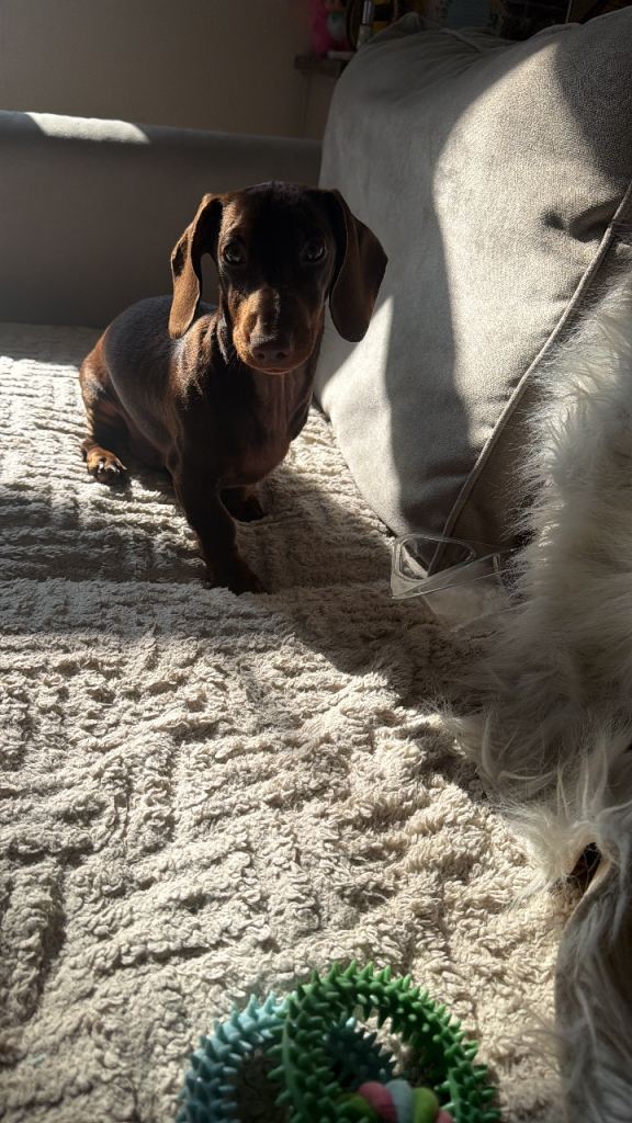 Miniature dashund for rehome 