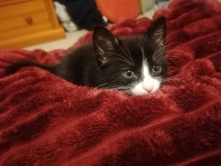 Super fluffy and loving male kitten