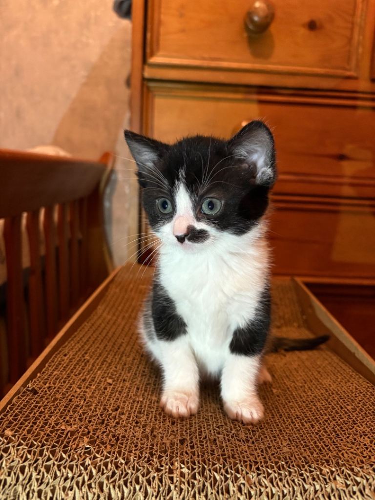 Adorable Black-and-White Kitten with Heart-Shaped Mark Ready for His New Home from 15/12/25 