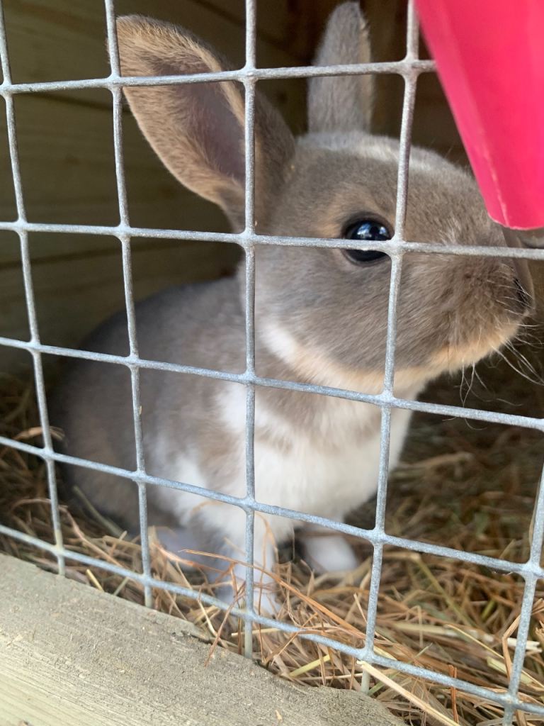 Standard Rex Rabbit