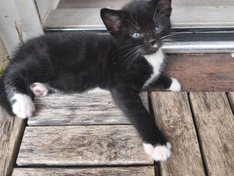 Kittens 🐈🐈🐈🐈🐈🐈