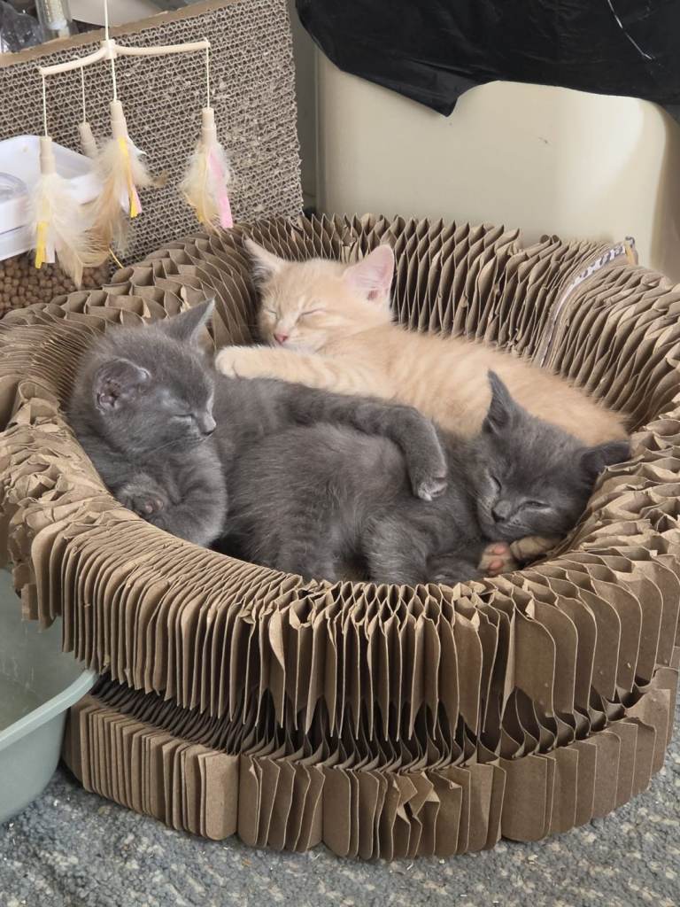 Stunning kittens