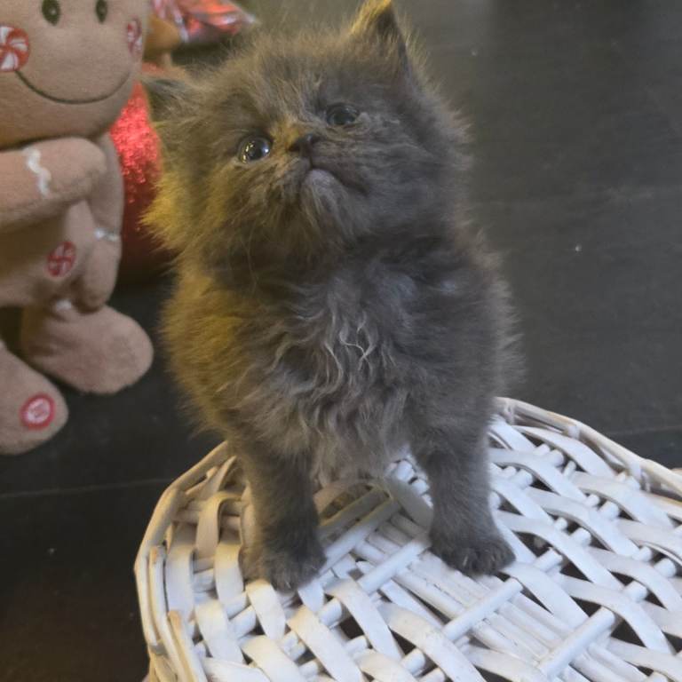 Champion russian Maine coon kittens