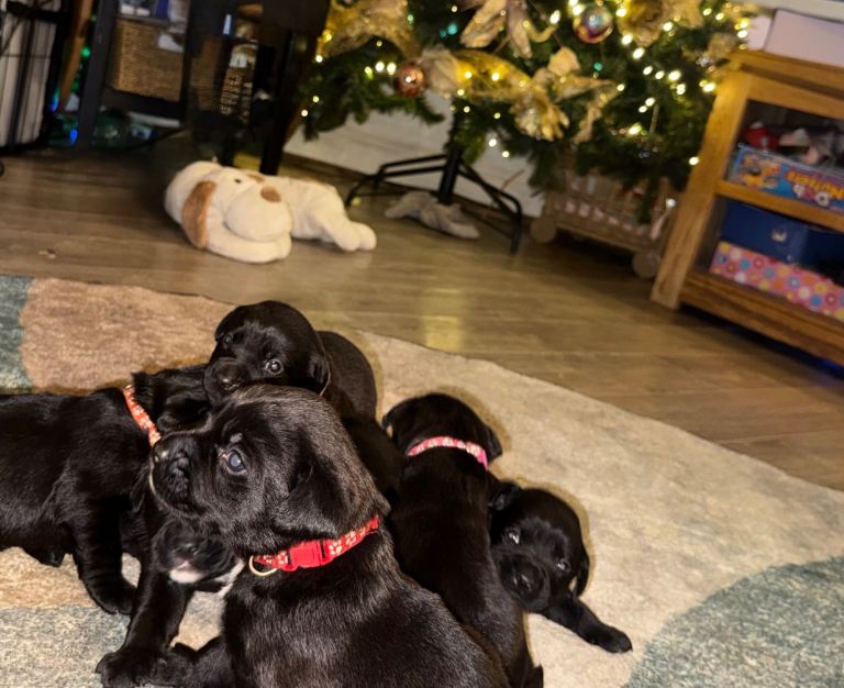 Labrador X Boxerdore puppies