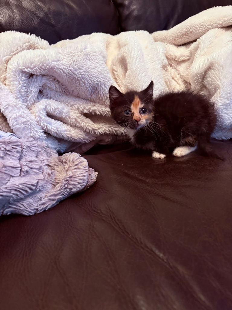 Beautiful female kittens