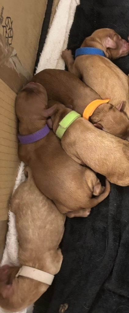 Cockapoo Puppies  