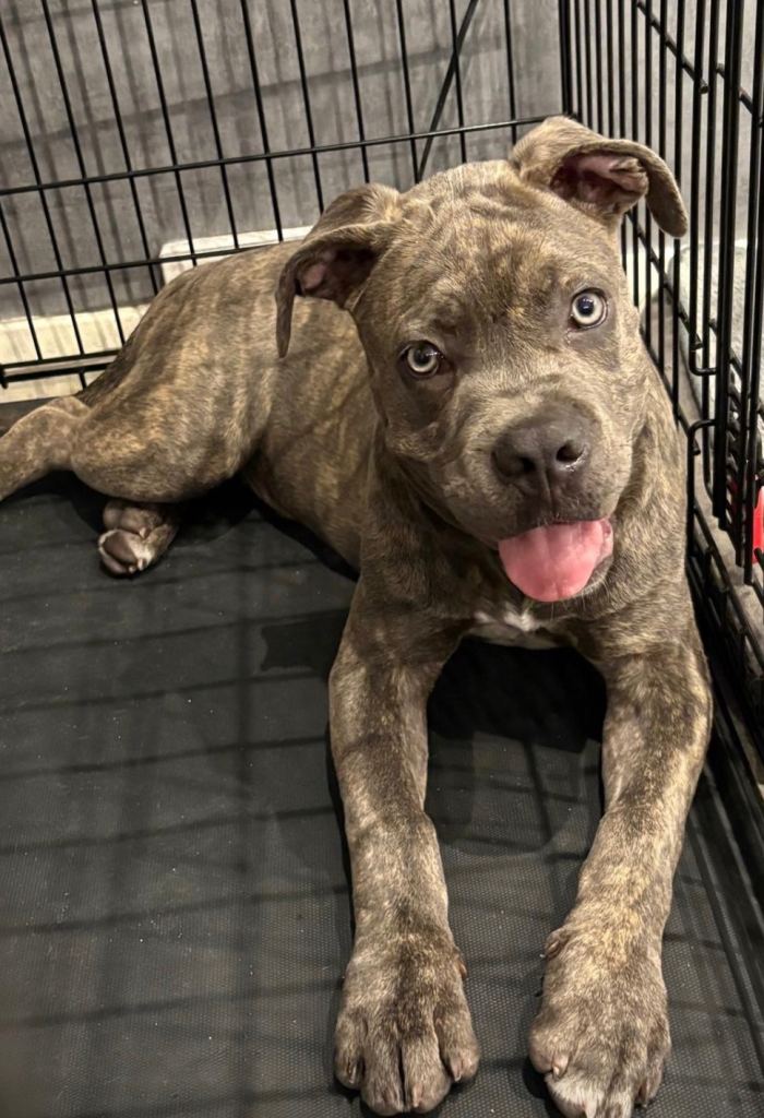 Cane corso x pocket bully puppy 