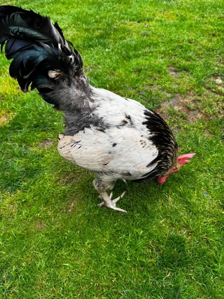 Rooster chicken 