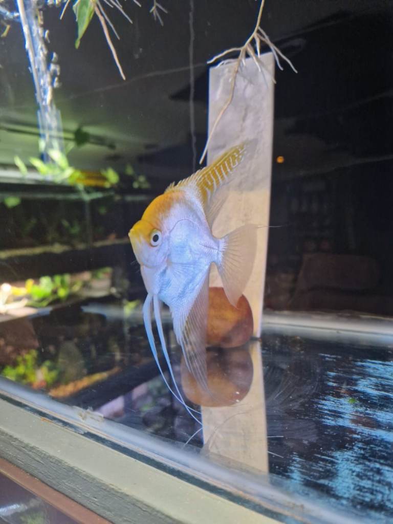 Selling adult and baby angel fish