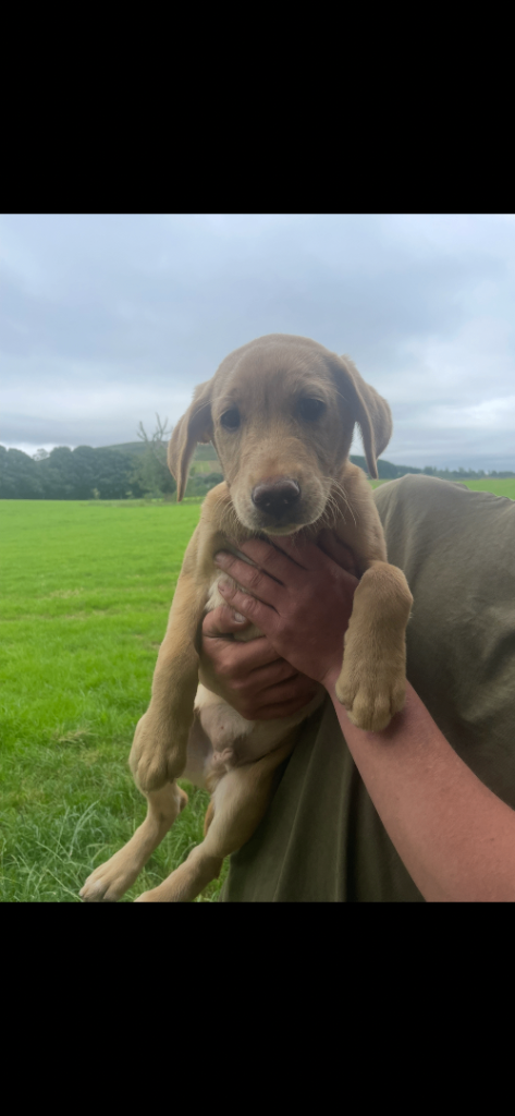 Dog pup for Sale 