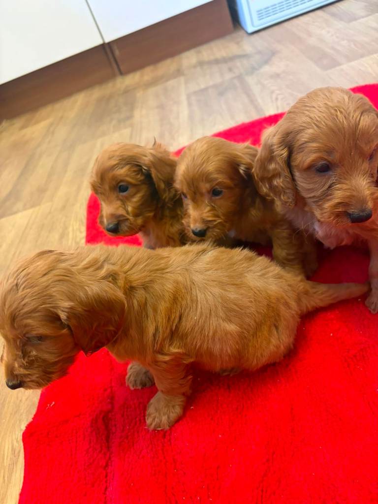 F1 Cockapoo pups for sale 