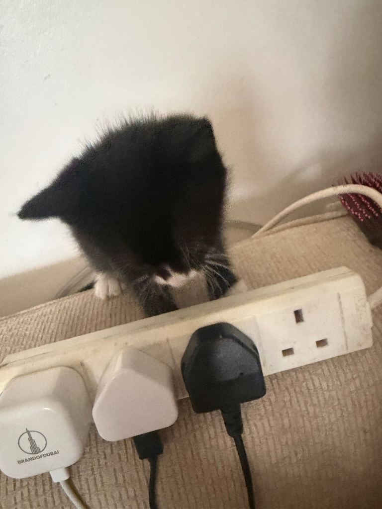 8 week old kittens 2 left need gone asap 
