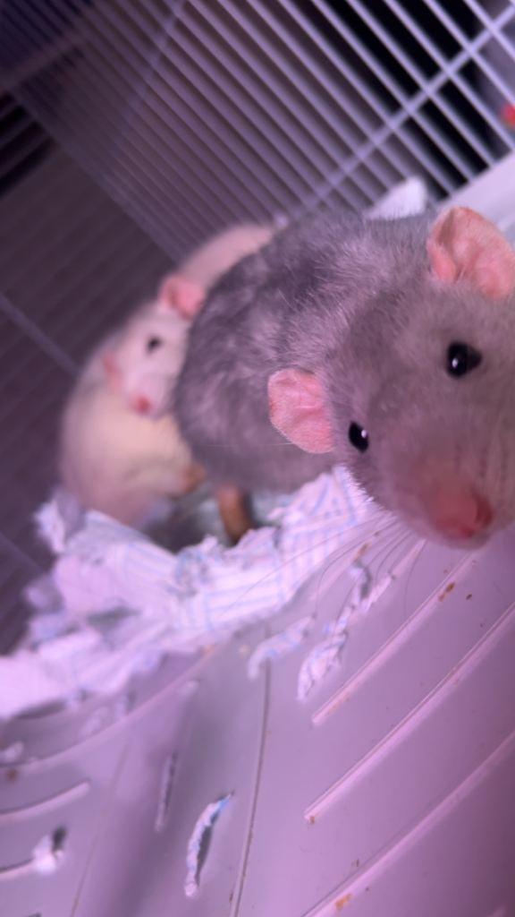 3 lovely rats for sale!! ( large, decorated cage included)