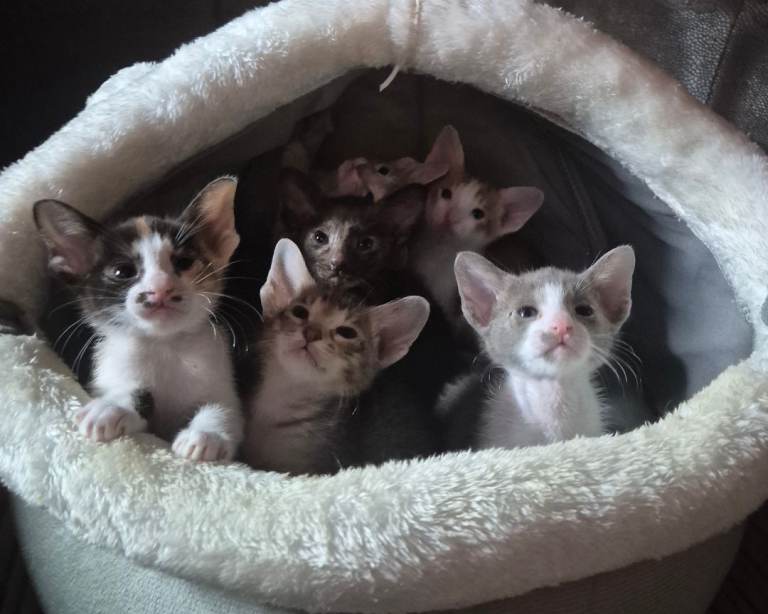 Pedigree Oriental kittens 