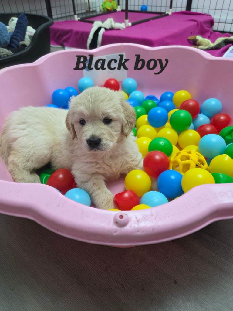 Lovely Golden Retriever puppy 