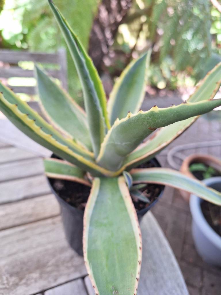 Agave Americana Plant, Hardy Tropical style Succulent Garden Plant 