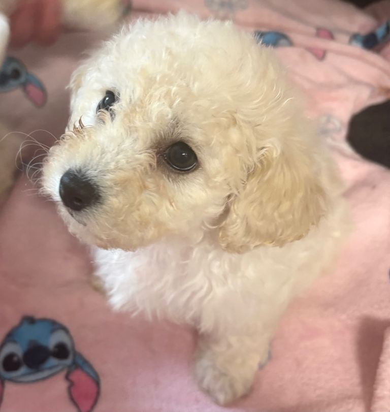 Poochon