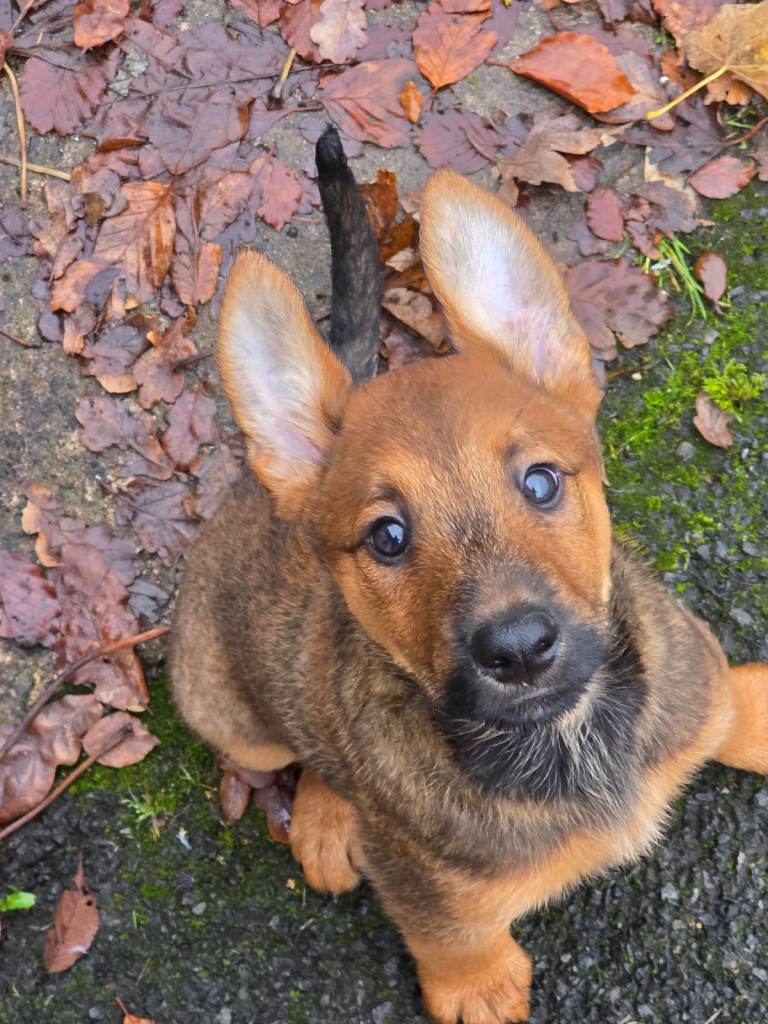 Belgian malinois x Aierdale terrier