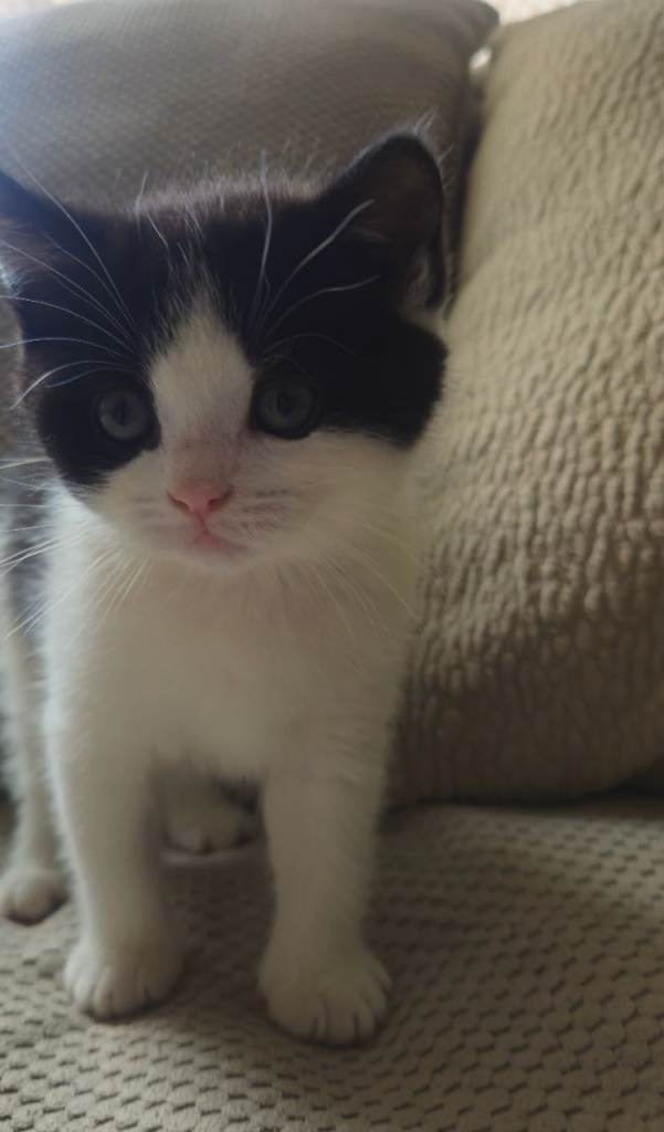 British shorthair x tux