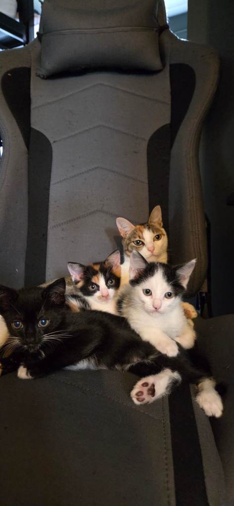 Aegean Kittens for sale